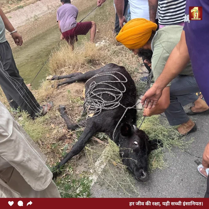 सेवा का जज़्बा वही, जो हर जीवन की रक्षा करे।

डेरा सच्चा सौदा के सेवादारों ने नहर में फंसे गाय के बछड़े को सुरक्षित बाहर निकालकर जीव प्रेम और मानवता का प्रेरणादायक उदाहरण पेश किया।

ऐसे नेक कार्य समाज में दया और इंसानियत की भावना को मजबूत बनाते हैं।