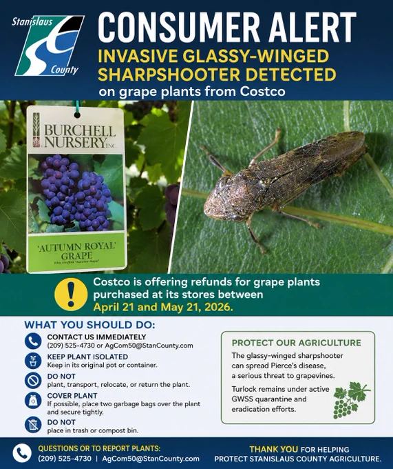 Graphic from Stanislaus County titled “Consumer Alert: Invasive Glassy-Winged Sharpshooter Detected on Grape Plants from Costco.” The graphic includes a photo of a Burchell Nursery “Autumn Royal” grape plant tag and a close-up image of a glassy-winged sharpshooter insect. A notice states that Costco is offering refunds for grape plants purchased between April 21 and May 21, 2026. Residents are instructed to immediately contact the Stanislaus County Agricultural Commissioner’s Office at (209) 525-4730 or AgCom50@StanCounty.com for inspection instructions, keep plants isolated in their original containers, do not plant, transport, relocate, or return them, cover plants with two garbage bags if possible, and do not place them in the trash or compost. The graphic explains that the invasive pest can spread Pierce’s disease, a serious threat to grapevines, and encourages residents to help protect local agriculture. Contact information is provided for reporting plants or obtaining additional 