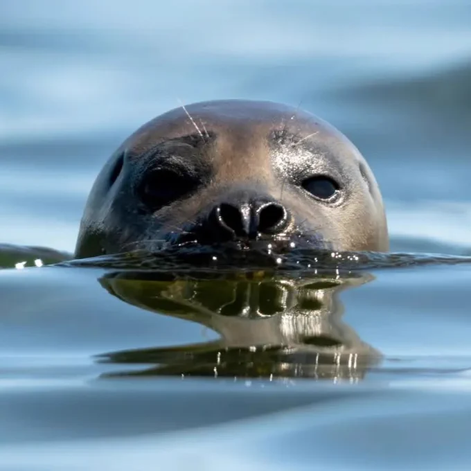 Sea lion photo by Derek Carlson