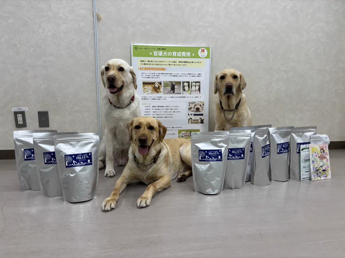 背景が白い壁の室内にイエローの3頭が座って(内1頭は伏せている)いる。その周辺にご寄付いただいた乳酸菌サプリのケースを10個以上、並べている風景。