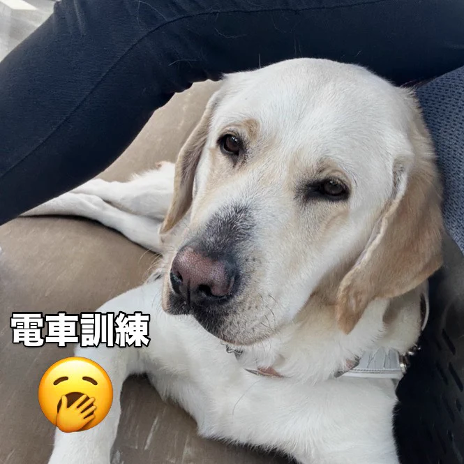 イエローのラブラドールが白いハーネスをつけて 足の下で伏せている 目が細くなりつつある この後顎をつけてすぐ寝てまし
