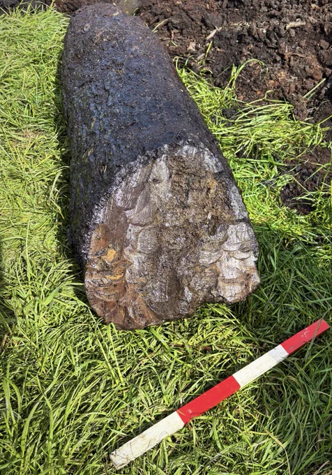 A photo of the end of a log showing hundreds of  small, curved facets.