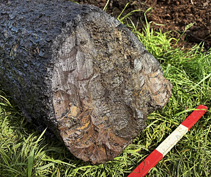 A photo of the end of a log showing hundreds of  small, curved facets.