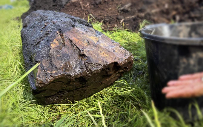 A photo of the end of a log showing hundreds of  small, curved facets.