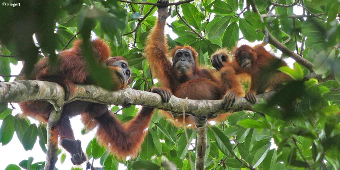 Drei Orang-Utans sitzen nebeneinander auf einem Ast in der Baumkrone.