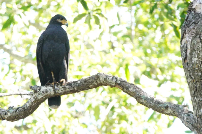 Common Black Hawk