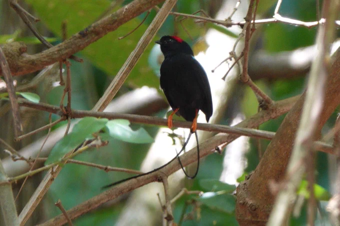 Long-tailed manakin