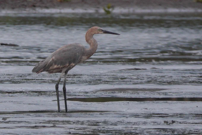Reddish Egret