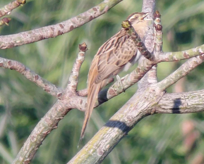Striped Cuckoo - Garry Barker