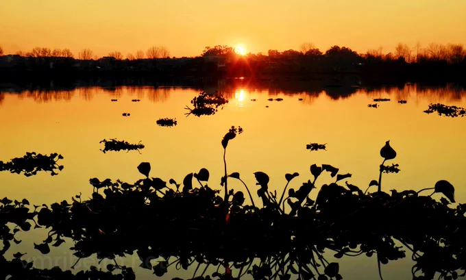 Pôr-do-sol na Pateira de Fermentelos, visto a partir de Ois da Ribeira. A água está calma, com plantas aquáticas em silhueta no primeiro plano e árvores ao fundo. O sol baixo reflete-se na superfície do lago.