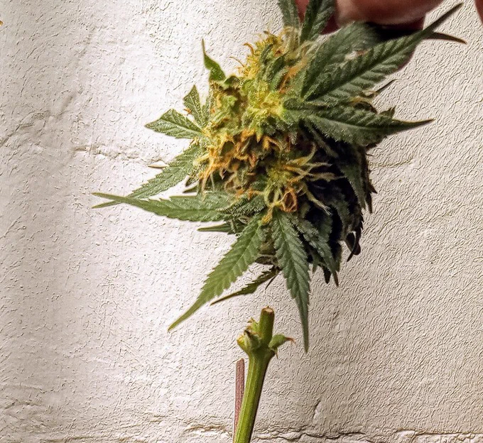 Eine kleine abgeschnittene Cannabis Blüte 
