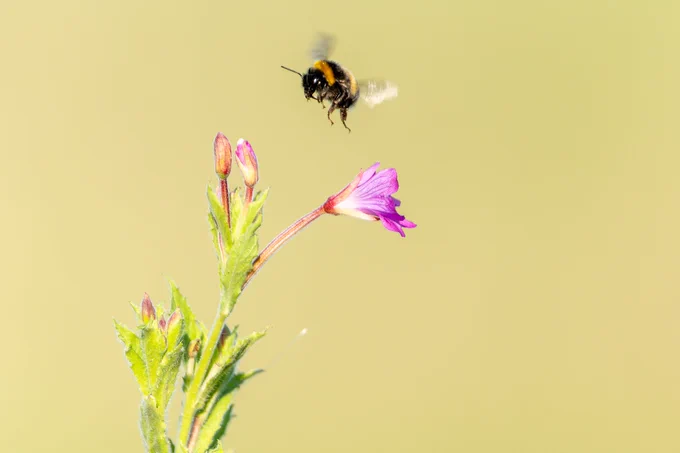 Bumblebee of bombus flying away after pollinating purple wildflower Epilobium hirsutum, or Great Willow-herb in Norwich, UK copyright Brian Scantlebury/Adobe Stock