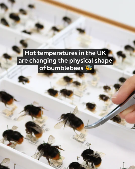 a hand holding metal forceps reaching towards pinned bumblebee specimens. Text reads: Hot temperatures in the UK are changing the physical shape of bumblebees