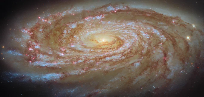 A large spiral galaxy. It is seen tilted at an angle, so that it is foreshortened and appears very wide. Its tightly-wound, blue spiral arms swirl out from its glowing centre, spreading apart at the tips. They are followed by strands and clumps of dark red dust, and spotted with pink dots where stars are forming in clouds of gas. The galaxy is surrounded by a slight glow and lies on a dark background. Credit: ESA/Hubble & NASA, D. Thilker and the MAUVE-HST Team