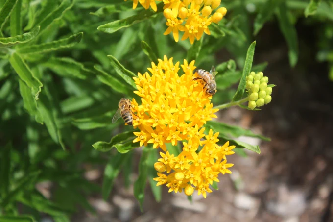 Bees on an unknown flower.