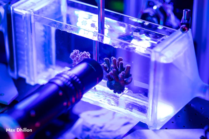 A coral specimen sits inside a transparent experimental water chamber illuminated with blue and purple lighting. Tubes and scientific equipment surround the tank as researchers study fluid flow and transport processes around the coral surface.