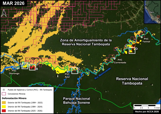 Mapa base. Actividad minera ilegal de oro en la Reserva Nacional Tambopata. Datos: ACA, ACCA, CINCIA, MapBiomas Perú

Mapa Base & Casos de Estudio
El Mapa Base muestra la reciente expansión de 500 hectáreas deforestadas por la minería ilegal en la Reserva Nacional Tambopata durante el segundo semestre del 2025 (431 hectáreas) e inicios del 2026 (69 hectáreas hasta febrero). La actividad minera está concentrada en la parte noroeste de la Reserva, en zonas aledañas al río Malinowski. Además, se ha logrado identificar que esta actividad ilegal está ocurriendo en los alrededores de varios puestos de vigilancia de la Reserva.

Los Cuadros A-D indican la ubicación de los cuatro estudios de caso.

