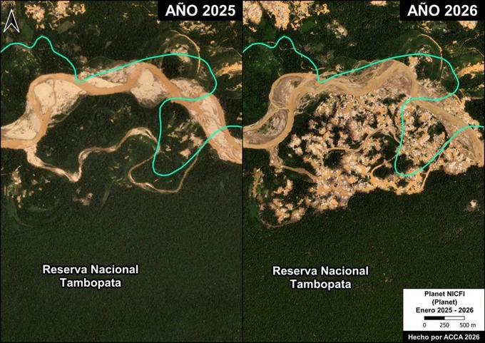 Deforestación por minería en el sector Isla Córdoba en la Reserva Nacional Tambopata. Datos: ACCA, Planet

Estudio de Caso A. Sector Isla Córdoba
En esta zona, ubicada al noroeste de la Reserva Nacional Tambopata (ver cuadro A en el Mapa Base),  se han registrado 106 hectáreas deforestadas por minería entre enero de 2025 y enero de 2026 (Figura A1). Además, esta zona minera está cerca del puesto de vigilancia y control Otorongo de la Reserva (ver Mapa Base).
