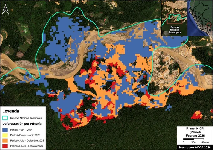 Expansión de la deforestación por minería en el sector Isla Córdoba en la Reserva Nacional Tambopata. Datos: ACCA, Planet
La Figura A2 muestra que gran parte de esta deforestación (80%) ha ocurrido entre julio y diciembre de 2025 (en color naranja), y ha continuado su expansión hasta principios de 2026 (en color rojo). Este sector ha registrado actividad minera en años anteriores (en color azul), principalmente entre los años 2017 y 2018. Como parte de las acciones del Operativo Mercurio en 2019, se realizaron operativos militares que intervinieron las zonas mineras localizadas en este sector, logrando una reducción del avance de la minería ilegal durante este periodo (Salazar, 2024).