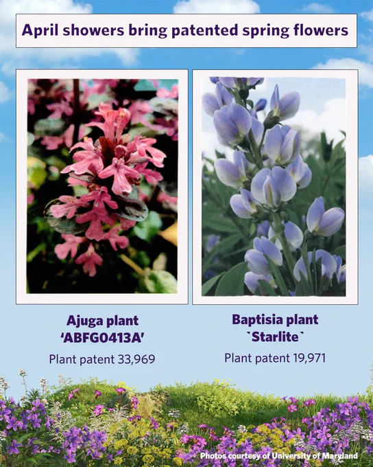 An image with a title "April showers bring patented spring flowers." It shows two plants: on the left, an Ajuga plant labeled 'ABFGO413A' with plant patent 33,969 and, on the right, a Baptisia plant labeled 'Starlite' with plant patent 19,971. The bottom features a colorful field of various flowers. The photo credits the University of Maryland.