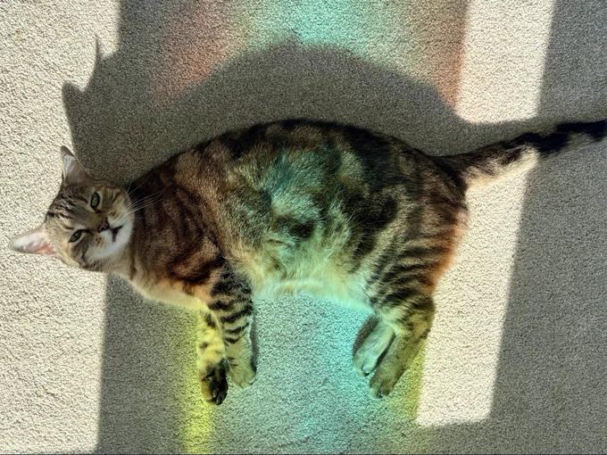 coda the tabby cat lays on her side looking up at the camera. she is laying in a patch of sunlight, with stained glass turning her fur different colors