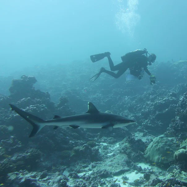 A scuba diver and a shark swim side by side over a coral reef