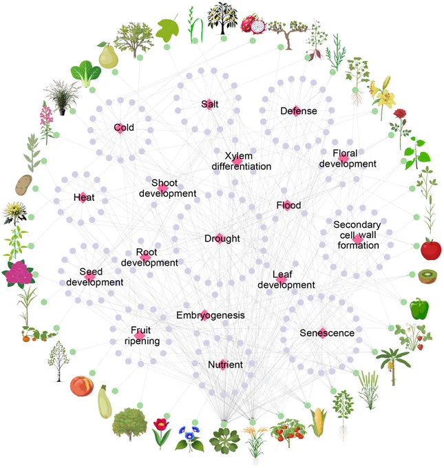 Circular web diagram summarizing the relationships between structural characteristics, regulatory mechanisms, and functional roles of NAC (NAM, ATAF1/2, and CUC2) transcription factors in plant development and stress responses in different plant species.