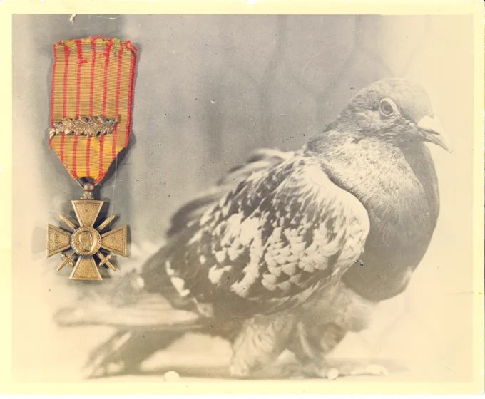 Fun Fact Friday!\n\nBefore modern radios became reliable, the U.S. Army Signal Corps used carrier pigeons to deliver battlefield messages.\n\nDuring World War I, some pigeons flew through gunfire and gas attacks to carry critical information between units. One famous pigeon, \u201CCher Ami,\u201D helped save nearly 200 Soldiers after delivering a message despite being severely injured in flight. #DriveChangeForgeVictory