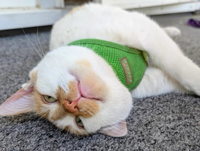 Cheddar lies on his side on the front steps, with his head tilted upside down towards the camera.