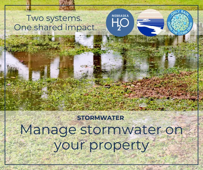 Photo of standing water in a residential yard with text encouraging residents to plant trees to help absorb stormwater naturally.