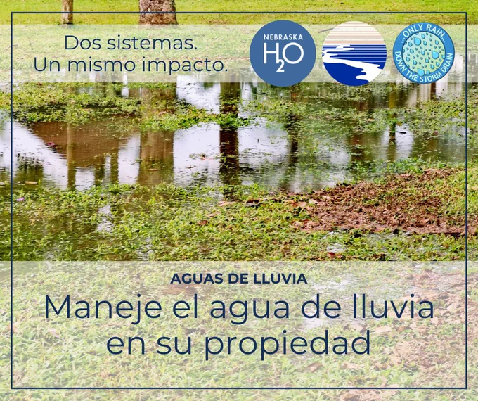 Foto de agua acumulada en un patio residencial con texto que anima a plantar árboles para ayudar a absorber el agua de lluvia de forma natural.
