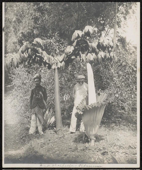 Amorphophallus titanum. Kembang bangké. Mekar penuh. 

Seorang pria lokal dan seorang pria Belanda berdiri di sampingnya.

Awal abad 20 di hutan Sumatra.

Arsip Wereldmuseum 