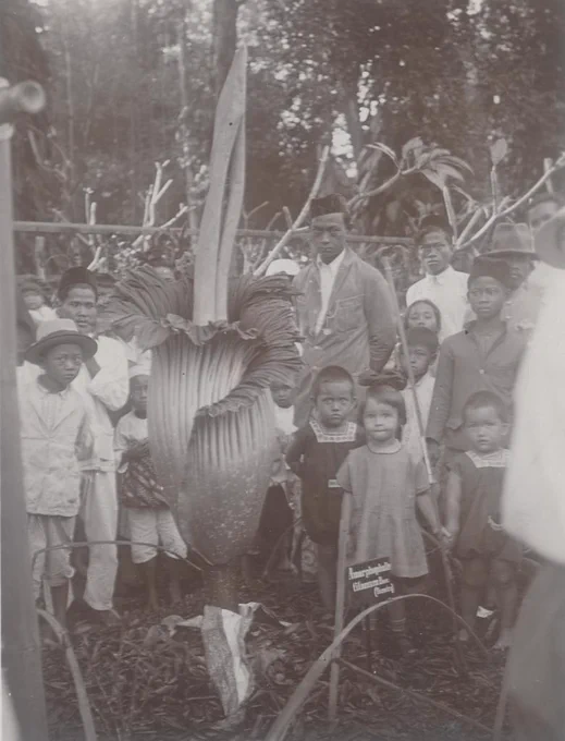 Amorphophallus titanum. Kembang bangké. Mekar penuh. 

Orang-orang mengerubungi bunga yang sedang mekar. Tua, muda, bocah, semua ada.


Awal abad 20 's Lands Plantentuin atawa keboen radja di Bogor.

Arsip Leiden University Library 
