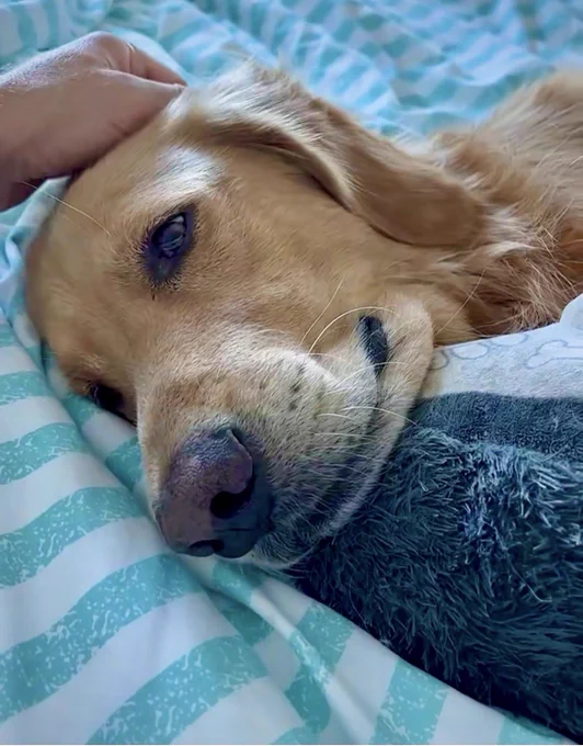 Guac lays on a blue and white bedspread, resting his head on Blåhaj, smiling as his head is pet.