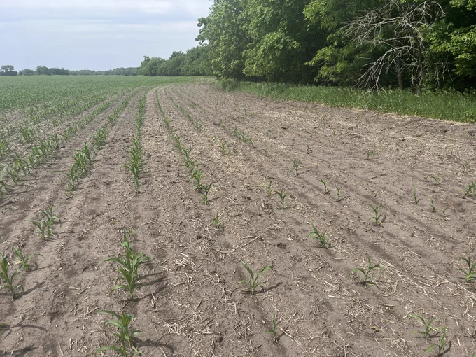Thin corn stand near a wooded field edge