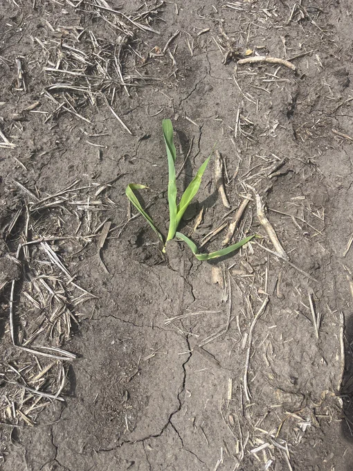 A corn plant that was excavated from the soil and later stepped on by a deer