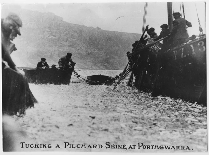 ‘Tucking a pilchard seine’ was when an exceptionally large catch was netted. The "tucker" was a smaller net used to keep the bulk of the catch in the main net (centre of picture) whilst the rest of the catch was carted away. This was reputedly one of the biggest "landings" recorded in this area, in the 1920s.