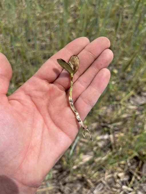 Brown spots on a soybean seedling’s cotyledons and hypocotyl