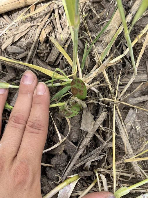 Soybean seedling with brown spots on cotyledons and a dead growing point