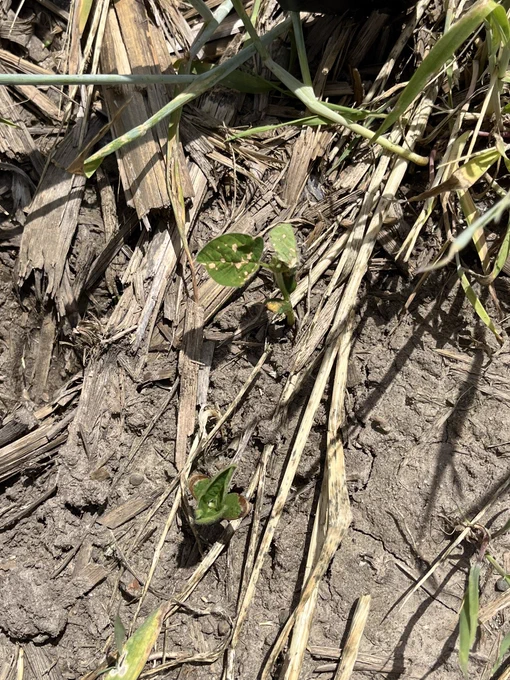 Less severely injured soybean with brown spots on unifoliate leaves