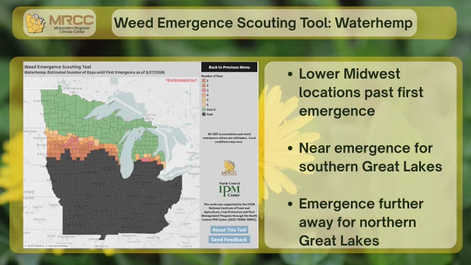 First emergence of Waterhemp across the Midwest from WEST. Upper Great Lakes still over a week away from emergence, while much fo the rest fo the region, shaded in black, red, or orange, is less than a week within or past first emergence. 