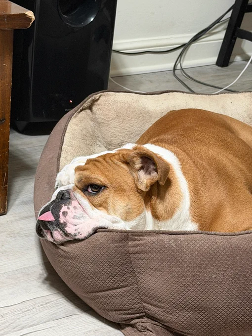 Jack laying on his dog bed with his tongue out

