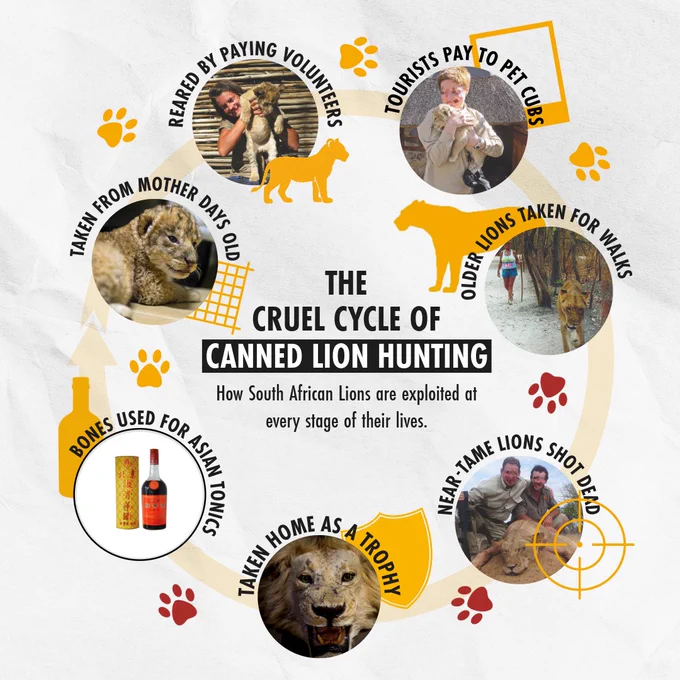 Image depicting the cruel cycle of canned lion hunting in South Africa. It includes images of lions at different stages: reared by paying volunteers, tourists petting cubs, lions taken for walks, bones used for Asian tonics, and tamed lions shot as trophies. Text explains exploitation at each life stage, with visuals like money, lion tracks, and a hunting target symbol.