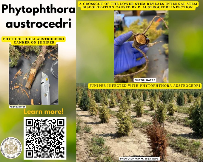 Phytophthora austrocedri

Phytophthora austrocedri canker on juniper
Photo: DATCP

Text: Learn more!

QR code

A crosscut of the lower stem reveals internal stem discoloration caused by p. austrocedri infection

Photo: DATCP

Juniper infected Phytophthora austrocedri 

Photo: DATCP N. Wensing

Wisconsin Department of Agriculture, Trade and Consumer Protection logo
