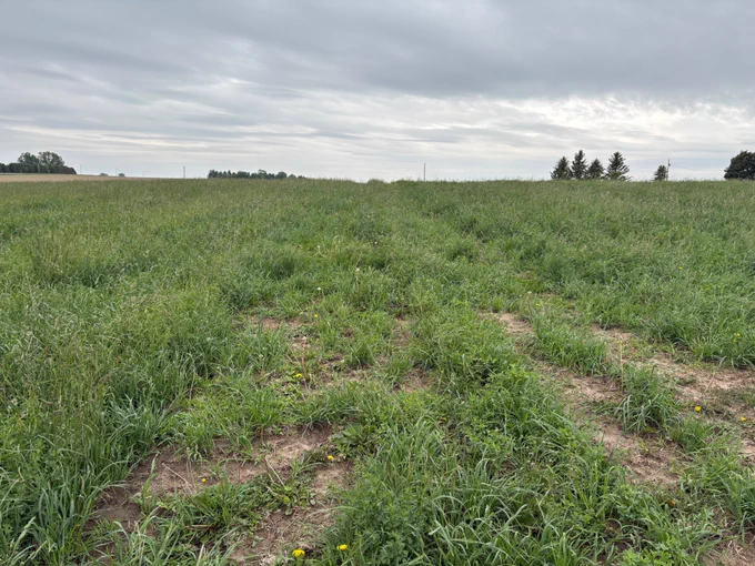 Manure tank wagon tracks that killed alfalfa crowns. 