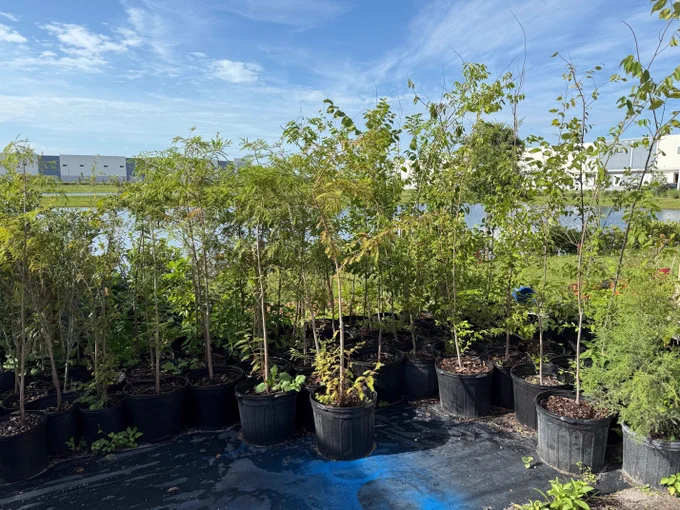 A collection of potted trees and plants arranged on a surface, with a grassy area and buildings in the background under a clear blue sky.