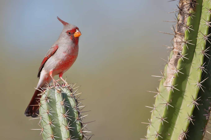 A bird with a red crest and orange beak perches on a green cactus with long spines. The background is a soft, blurred natural landscape.