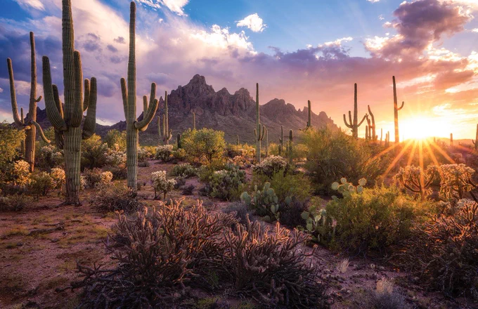 Sunrise over Ironwood Forest National Monument in Arizona’s Sonoran Desert. Tall saguaro cacti stand across a rugged desert landscape filled with shrubs and cholla cactus, while rocky mountains rise in the background beneath pink and purple clouds. Golden sunlight breaks across the horizon, casting long rays through the desert vegetation.