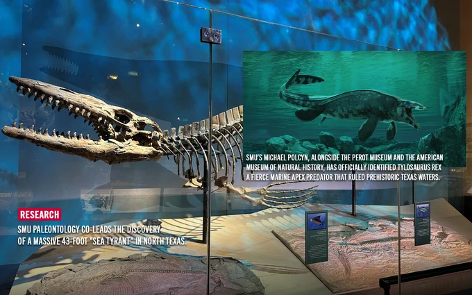The image shows a museum exhibit featuring a large prehistoric marine reptile skeleton displayed alongside a descriptive plaque. The plaque highlights SMU paleontologist Michael Polcyn's collaboration with the Perot Museum and the American Museum of Natural History in identifying the Tylosaurus rex. The exhibit emphasizes the significance of the 43-foot “sea tyrant” discovered in North Texas.