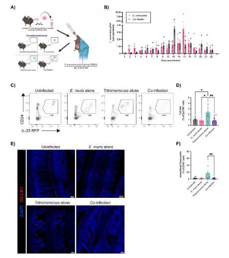  Loss of intestinal tuft cell-IL-25-ILC2 circuit activity in Tritrichomonas spp.-colonized mice infected with E. muris. 